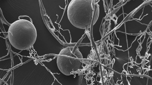 Mycorrhizal Fungi
