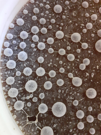 Effective Microorganisms